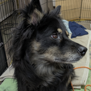 ハンサムカイくん